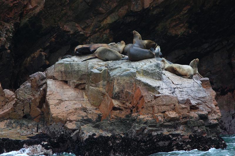 1144-Isole Ballestas,19 luglio 2013.JPG